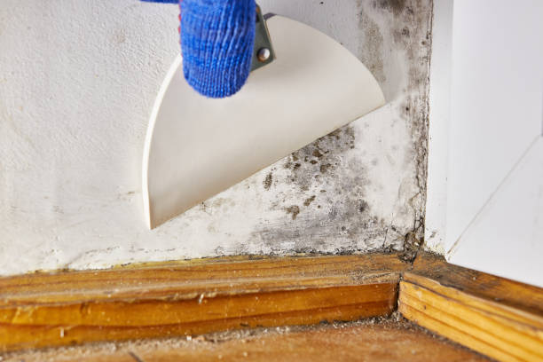  Pleasant Hill, TX Mold Removal Pros